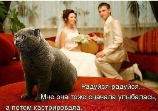 кот.JPG
