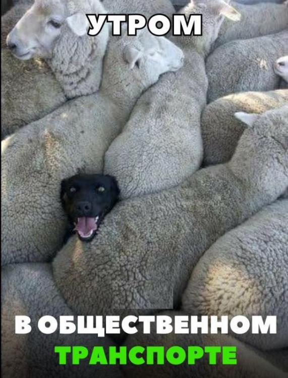 44e3367be9e515bc6cfddbabb9c_prev.thumb.jpg.392c3d79d5fdc6b3acdf12594e96fc96.jpg