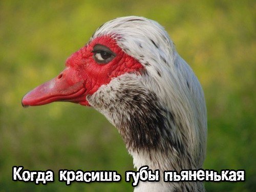 DOwlCFlW0AApjri.jpg.87d2b1c47fa11ad7c094269086f12156.jpg