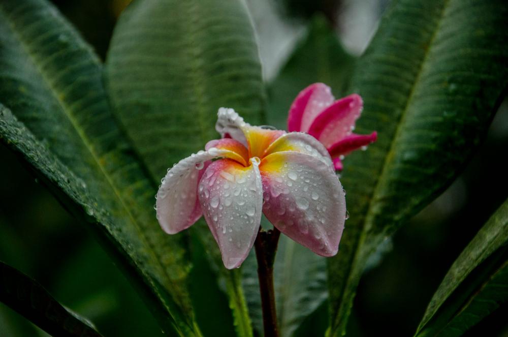 DSC_5270.jpg
