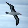 albatros-spb