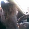 Oleg_Allias